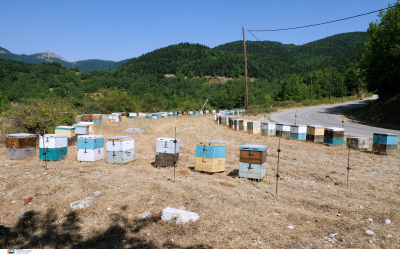 Οικονομική ενίσχυση ύψους 12.000.000 ευρώ στους Μελισσοκόμους, ποιους αφορά