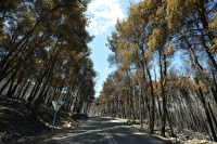Φωτιά στην Αττικοβοιωτία: Απελευθέρωσε ενέργεια ίση με έξι βόμβες Χιροσίμα - Έκαψε 111.732 στρέμματα
