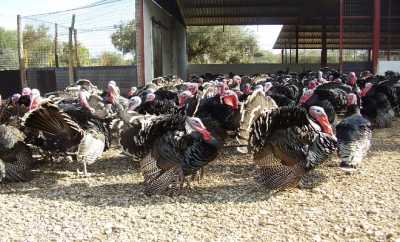 Η εκτροφή γαλοπούλας κερδίζει «έδαφος»