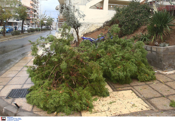 Ποια δέντρα δεν πρέπει να φυτεύουμε σε πόλεις