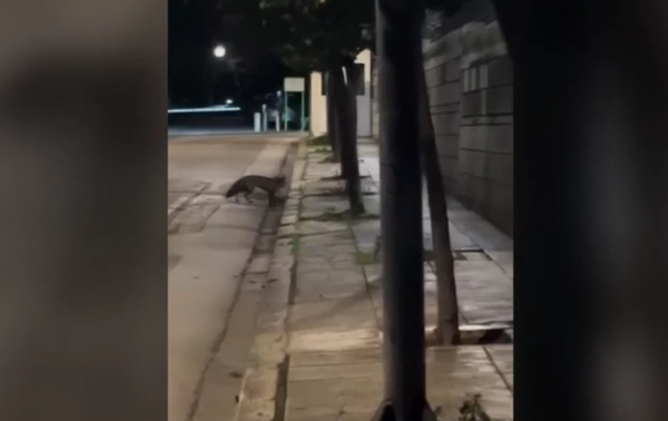 Αλεπού έκανε βόλτες στην Ηρώδου Αττικού (Βίντεο)