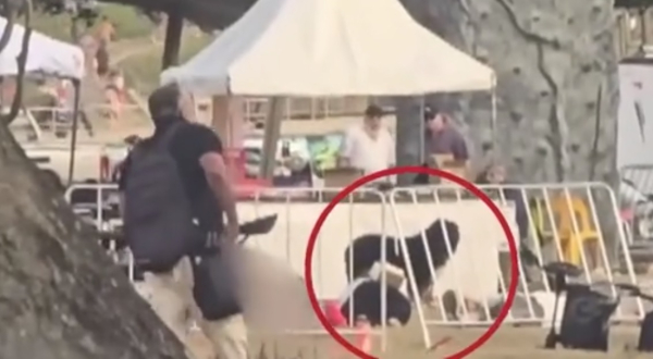 Συγκλονιστικό βίντεο: Πιστός σκύλος μένει πάνω από τον νεκρό ιδιοκτήτη του την ώρα του μακελειού στο Σίδνεϊ