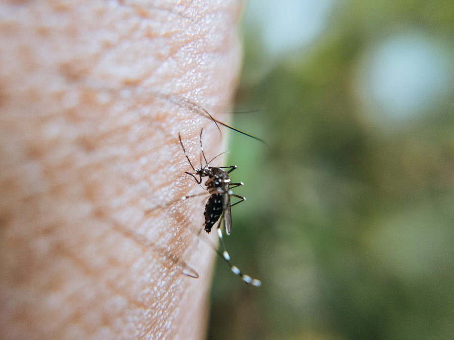 Πώς προστατευόμαστε από τα κουνούπια
