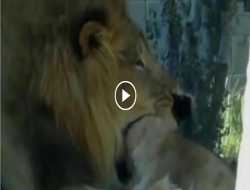 Αρσενικό λιοντάρι κατασπάραζει θηλυκό video