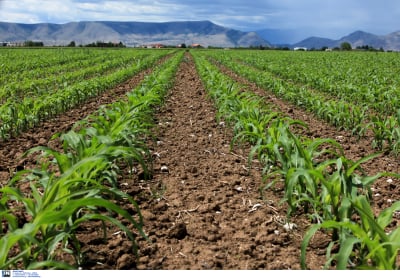 Αγροτεμάχια: Τι ισχύει για μισθωτήρια, κτηματολόγιο και ΑΤΑΚ ενόψει δηλώσεων ΟΣΔΕ 2023