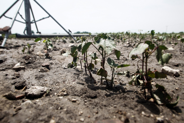 Σε απόγνωση αγρότες και κτηνοτρόφοι της Καρδίτσας - Μεγάλες οι καταστροφές από το χαλάζι