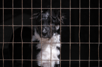 Ζώα συντροφιάς: Η υιοθεσία αδέσποτων, τα καταφύγια και το Εθνικό Μητρώο - Ολόκληρη η εγκύκλιος του ΥΠΕΣ