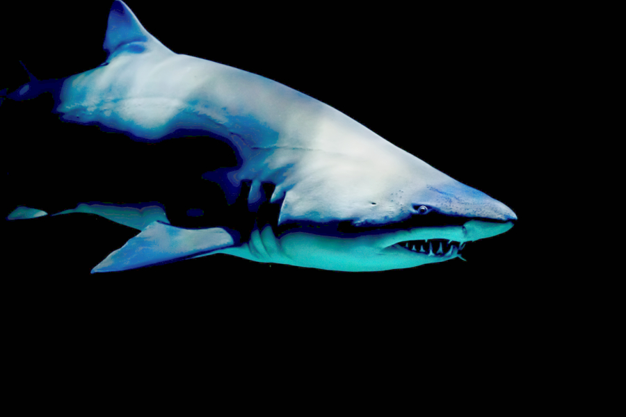 Επίθεση καρχαρία ανοιχτά της Αιγύπτου, ένας νεκρός, ένας τραυματίας