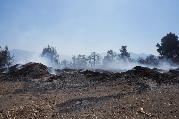 Ανυπολόγιστη καταστροφή στην Εύβοια: Εκατοντάδες στρέμματα έγιναν στάχτη