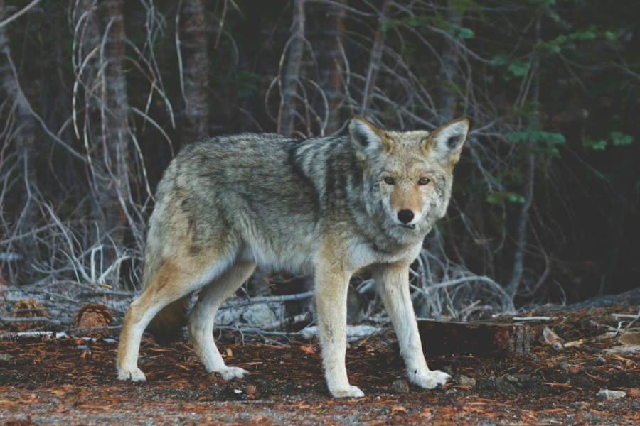 Τι να κάνετε αν δείτε λύκο - Πώς να προστατεύσετε τον εαυτό σας και τα κατοικίδιά σας