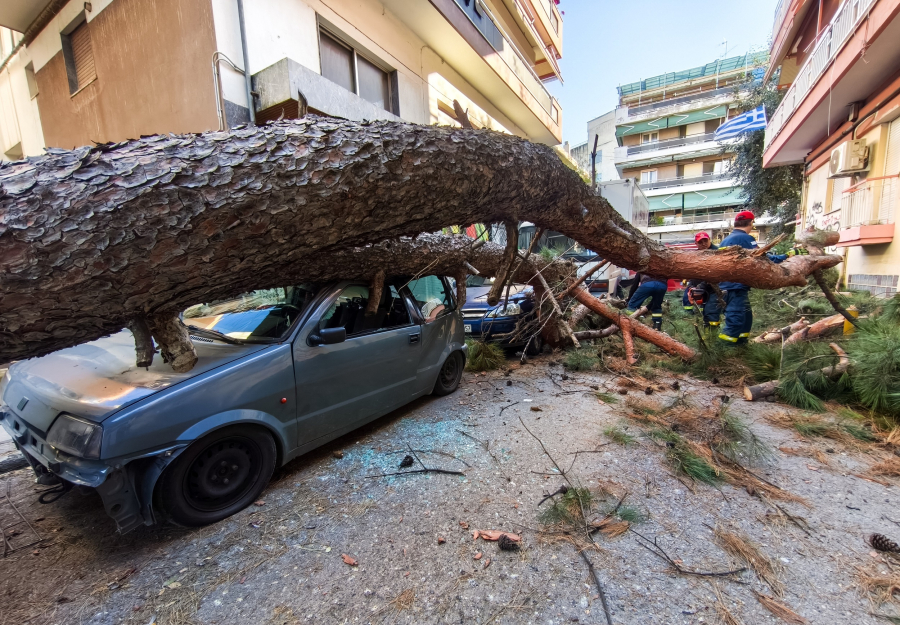 Θεσσαλονίκη: Τεράστιο δέντρο έπεσε σε αυτοκίνητα και τα διέλυσε (Εικόνες)