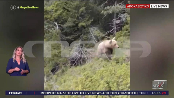 Δράμα: Βίντεο ντοκουμέντο - Η στιγμή που η αρκούδα επιτέθηκε στον ορειβάτη και έχασε τη ζωή του
