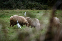 Κτηνοτρόφοι δήλωναν εικονικές σφαγές ζώων για να μη χάνουν τις επιδοτήσεις