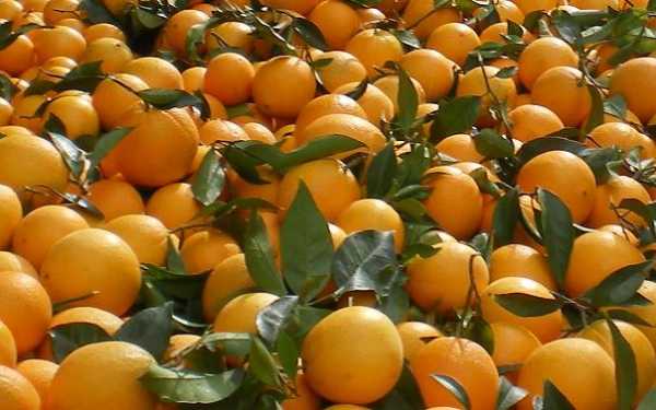 Δήμος Φιλαδέλφειας – Χαλκηδόνoς: Δωρεάν διανομή πορτοκαλιών