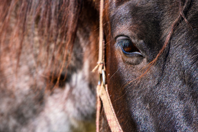 Δικογραφία σε βάρος ιδιοκτήτη αλόγου στον Πολύγυρο: Το άφησε δεμένο κάτω από τον ήλιο