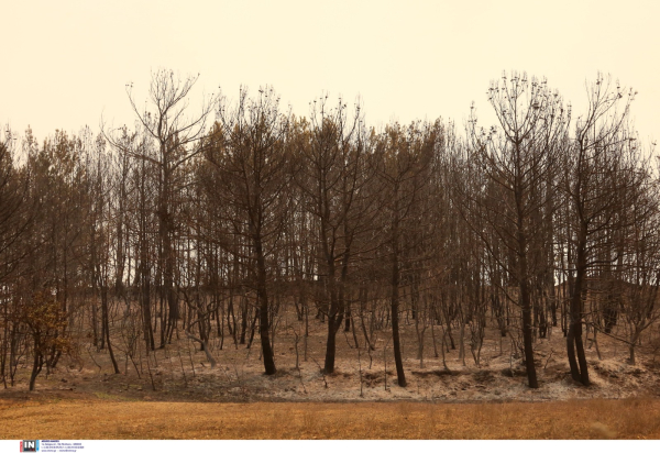 Δύο παιδάκια μεταξύ των 18 νεκρών στη φωτιά της Δαδιάς