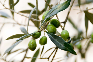 Ανατολική Κρήτη: Στο 80% η μείωση στην παραγωγή ελαιολάδου (Βίντεο)