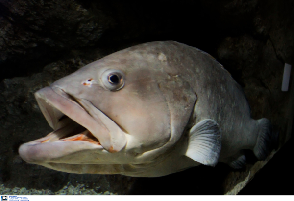 Ροφός με ιογενή εγκεφαλοπάθεια εντοπίστηκε και στη Ρόδο