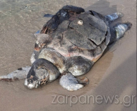 Χανιά: Νεκρή θαλάσσια χελώνα ξεβράστηκε σε παραλία