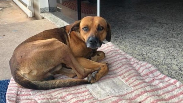 Λέσβος: Εκτέλεσε τον σκύλο μπροστά στον ιδιοκτήτη του