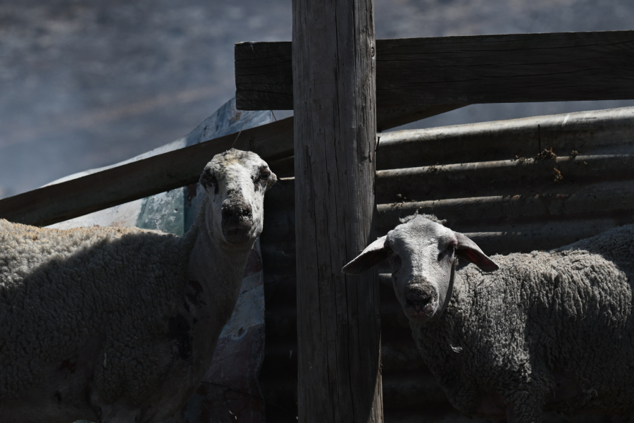 Πλαγιά Βόνιτσας: Νεκρός κτηνοτρόφος με καραμπίνα δίπλα του