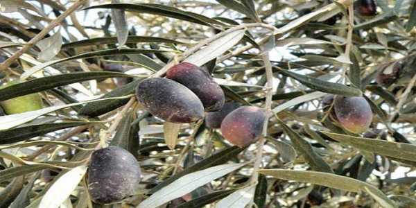 Προχωρά η αποζημίωση για την ακαρπία από τον ΕΛΓΑ