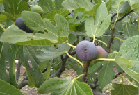 Πέντε λόγοι που τα σύκα είναι το superfood του καλοκαιριού