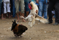 AP Photo/Anupam Nath