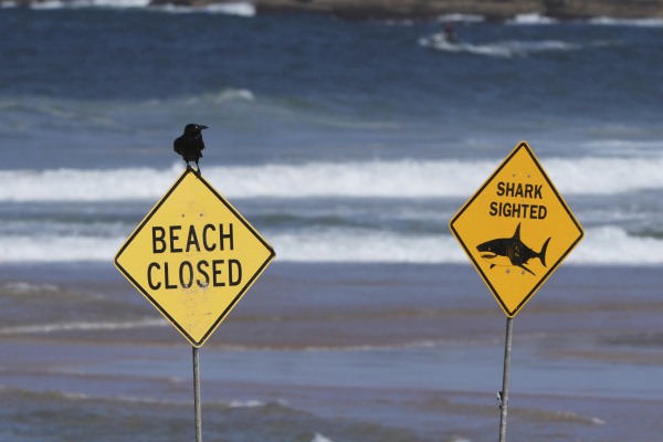 Αυστραλία: Ψάχνουν τον καρχαρία που κατασπάραξε τον 57χρονο Έλληνα ομογενή (Βίντεο)