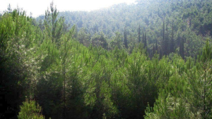 Κλειστά αύριο όλα τα Πάρκα Αττικής λόγω καύσωνα