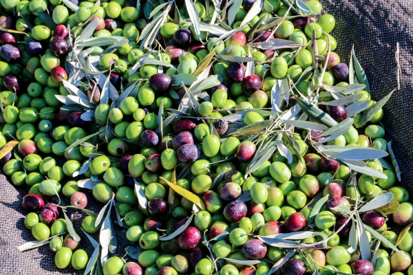 Χαλκιδική: Κατακόρυφη πτώση παραγωγής έως και 90% στις ελαιοκαλλιέργειες