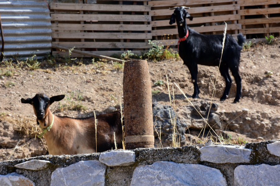 Κτηνωδία στο Ηράκλειο: Έκλεψαν κατσίκες και κακοποίησαν μέχρι θανάτου τον σκύλο