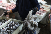 Σαρακοστή: Τι πρέπει να προσέξουμε με χταπόδια, καλαμάρια, γαρίδες και οστρακοειδή