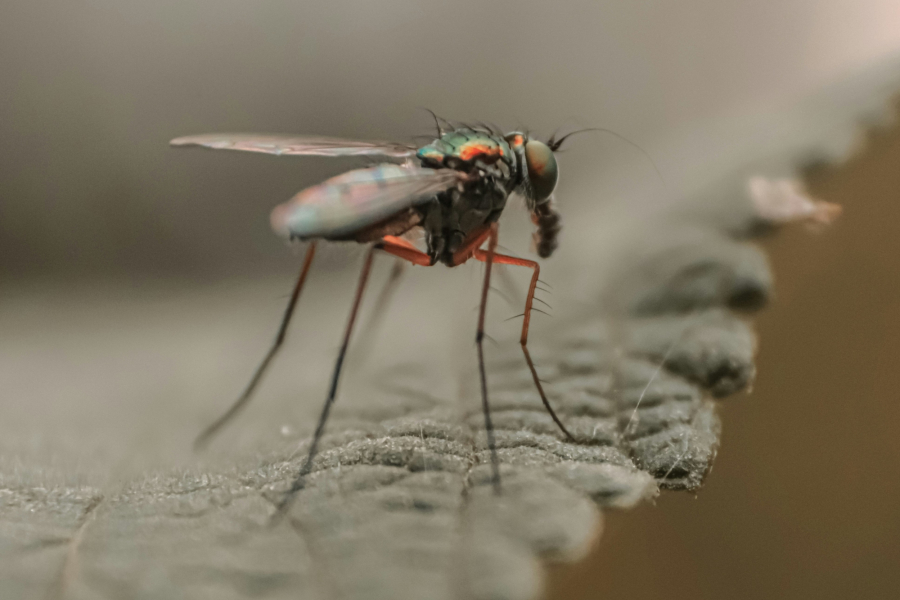 Η Novartis λαμβάνει έγκριση για το πρώτο φάρμακο κατά της ελονοσίας για νεογέννητα