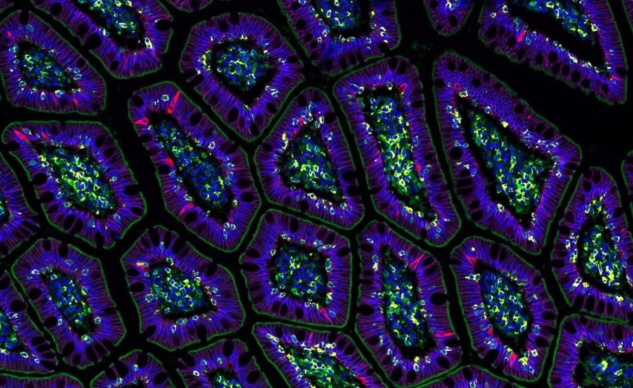 Οι επιστήμονες ζητούν παγκόσμια συνεργασία για τη δημιουργία ενός εικονικού κυττάρου AI