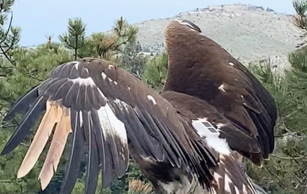 Απελευθερώθηκε χρυσαετός στην Πάρνηθα, εγχειρίστηκε για πρόβλημα γενετικής δυσμορφίας - πολυμελίας