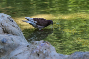 Athens’ Pigeon Boom Is Becoming an Urban Health Problem