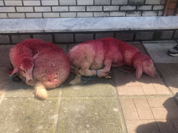 Θεσσαλονίκη: Έβαψαν κόκκινα πρόβατα και τα έβαλαν σε λαχειοφόρο - Έντονες αντιδράσεις