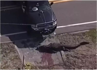 Φλόριντα: Σκότωσαν αλιγάτορα που έσερνε προς το νερό το πτώμα μιας γυναίκας