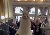 Το πρώτο λάμα - φοιτητής σε Κολλέγιο: Θα σπουδάσει κλωστοϋφαντουργία