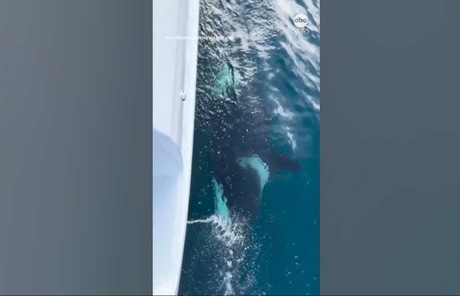 Βίντεο: Όρκα χτυπά ιστιοπλοϊκό, στη Μεσόγειο - «Θεέ μου, είναι τεράστια»