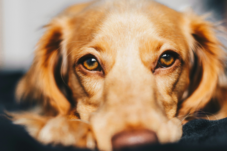 Χαλκιδική: Συνελήφθη 40χρονος για κακοποίηση ζώων