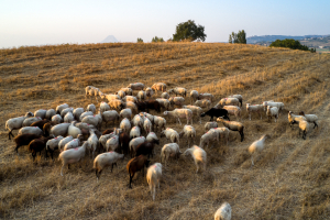 Η πορεία της ευλογιάς των αιγοπροβάτων στην Ελλάδα – Τα κρούσματα ανά περιφέρεια