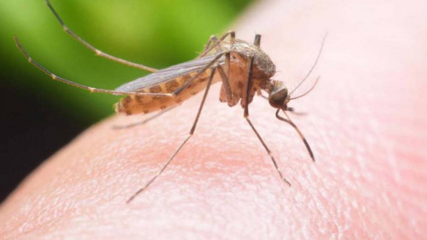 Θεσσαλονίκη: Σε κατάσταση επιφυλακής οι υπηρεσίες για τον ιό του Δυτικού Νείλου