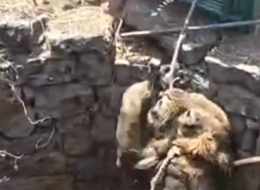 Ινδία: Εντυπωσιακή διάσωση λιονταριού από πηγάδι 9 μέτρων (Βίντεο)