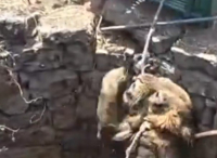 Ινδία: Εντυπωσιακή διάσωση λιονταριού από πηγάδι 9 μέτρων (Βίντεο)