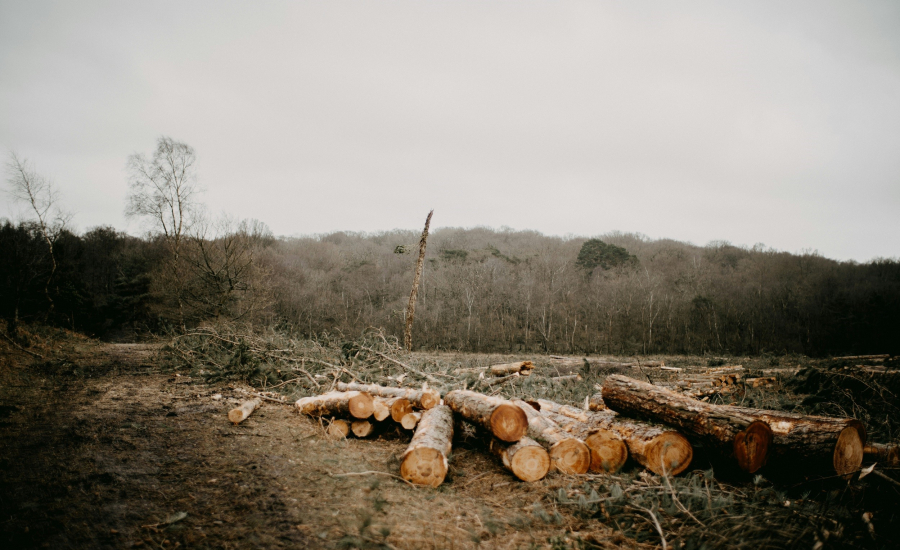Τραγωδία στην Χαλκιδική: Νεκρός 79χρονος που καταπλακώθηκε από κορμό δέντρου