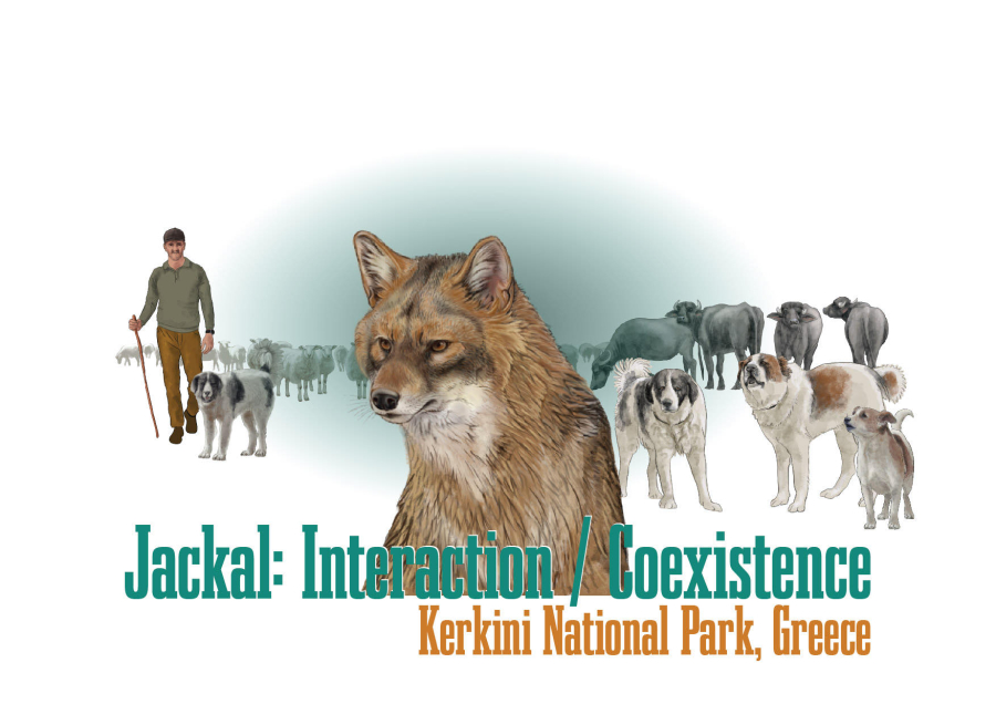 Λίμνη Κερκίνη: Οι κτηνοτρόφοι «εκτρέφουν» λύκους και τσακάλια με τα νεκρά ζώα που πετάνε