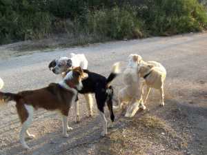  Λύση για τα αδέσποτα σκυλιά της πόλης, ζητάει από το Δήμο, το Επιμελητήριο Αρκαδίας