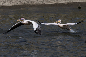 «Pelican Watch»: Μια εφαρμογή της επιστήμης των πολιτών για τους πελεκάνους